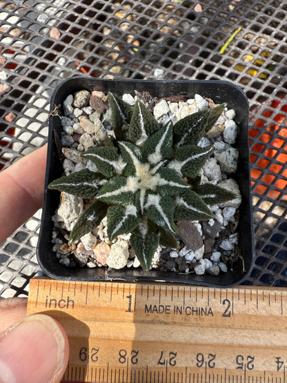 Ariocarpus kotschoubeyanus ooibo 0143 cactus