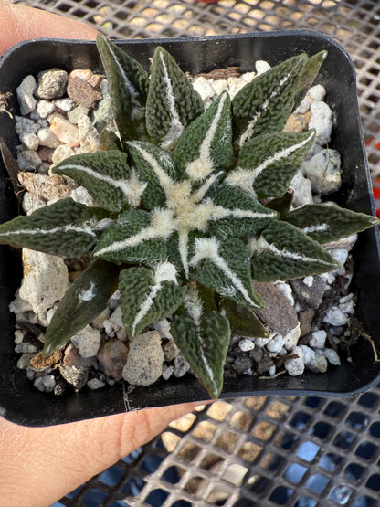 Ariocarpus kotschoubeyanus ooibo 0143 cactus