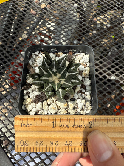 Ariocarpus kotschoubeyanus ooiboo 147