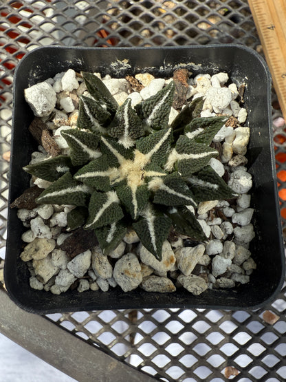 Ariocarpus kotschoubeyanus ooiboo 147