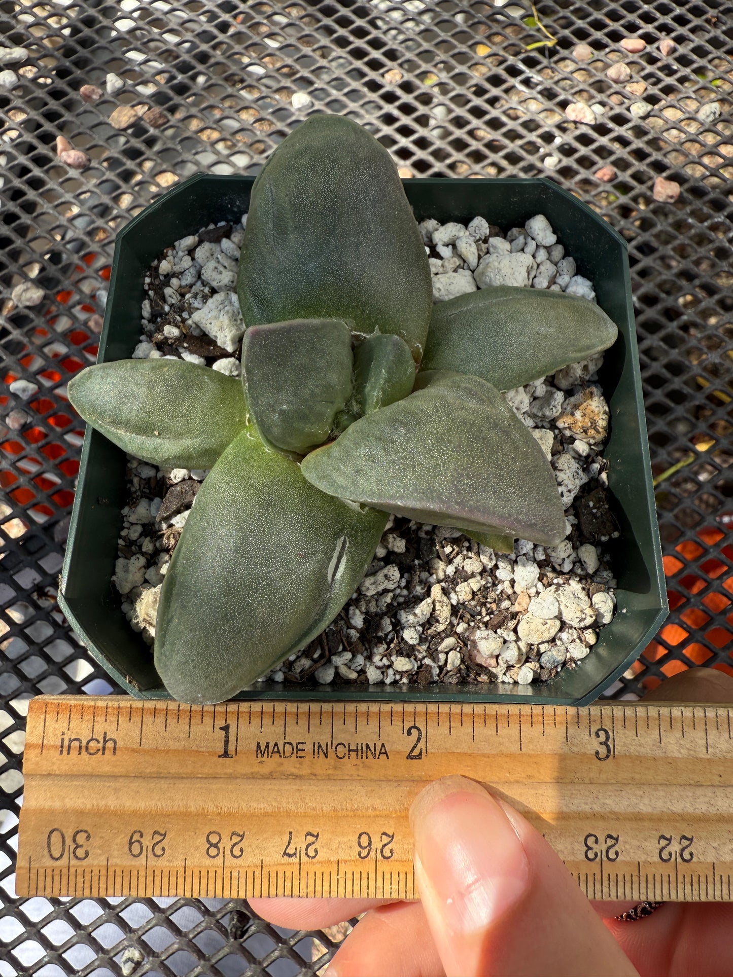 Ariocarpus frumdosus 0147