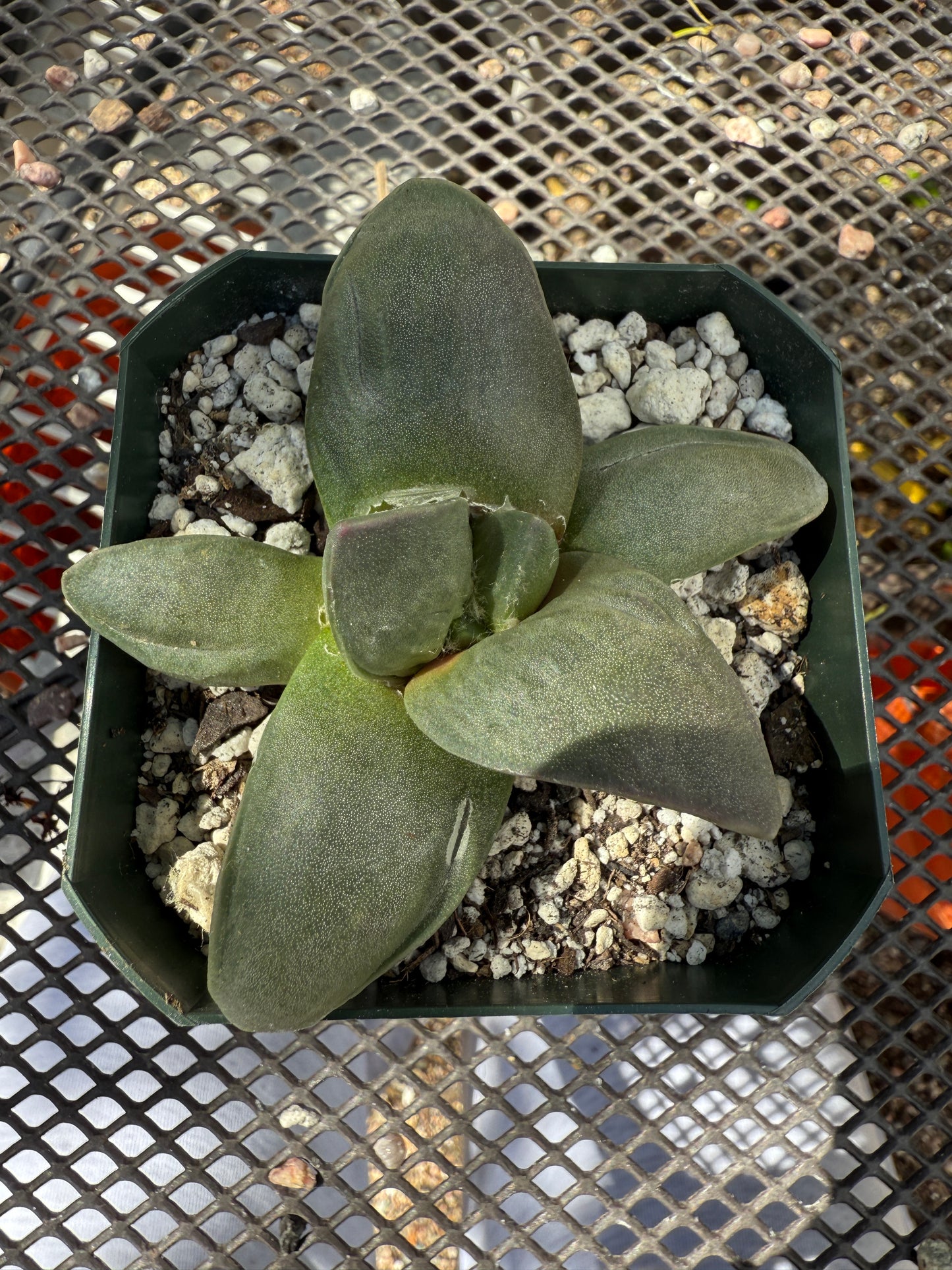 Ariocarpus frumdosus 0147