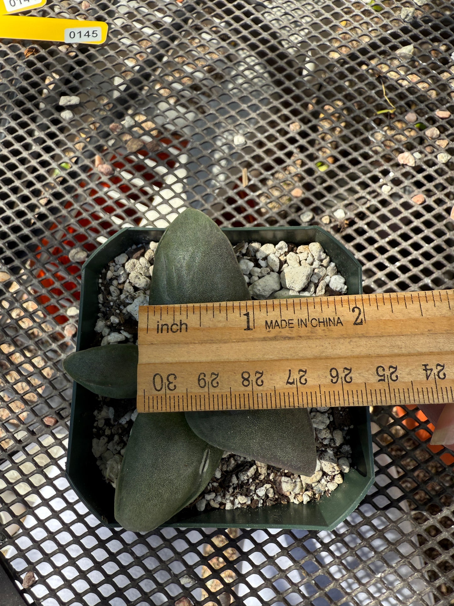Ariocarpus frumdosus 0147