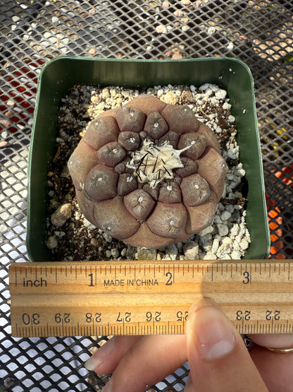 Copiapoa hypogea 0152