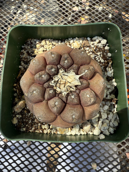 Copiapoa hypogea 0152