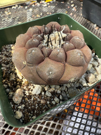 Copiapoa hypogea 0152