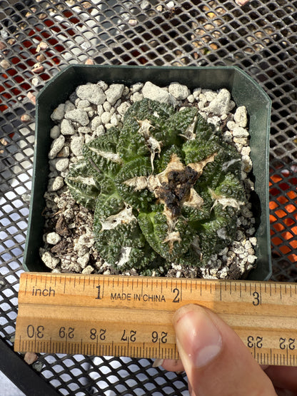 Ariocarpus kotschoubeyanus x godzilla on pereskiopsis graft 0151