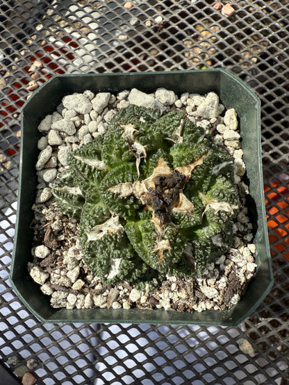 Ariocarpus kotschoubeyanus x godzilla on pereskiopsis graft 0151