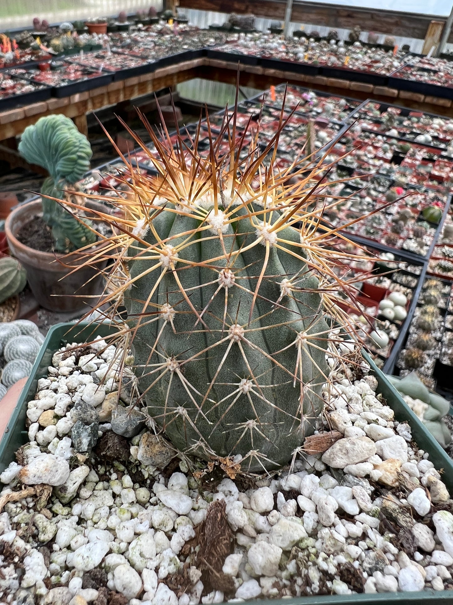 Copiapoa tigrillo cactus in 4.25 inch pot rare #1 flowering size