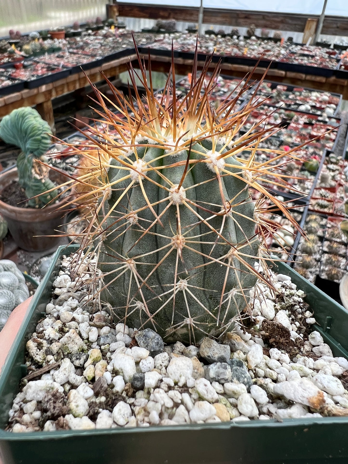 Copiapoa tigrillo cactus in 4.25 inch pot rare #1 flowering size