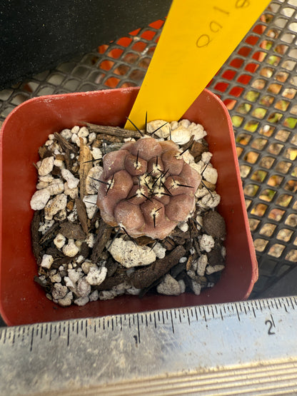 Copiapoa cinerea 3 years old plant 1843