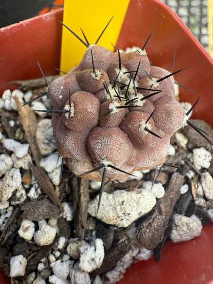 Copiapoa cinerea 3 years old plant 1843