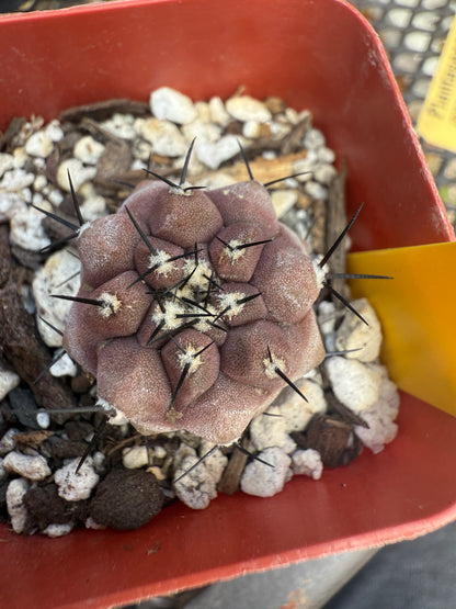 Copiapoa cinerea 3 years old plant 1843
