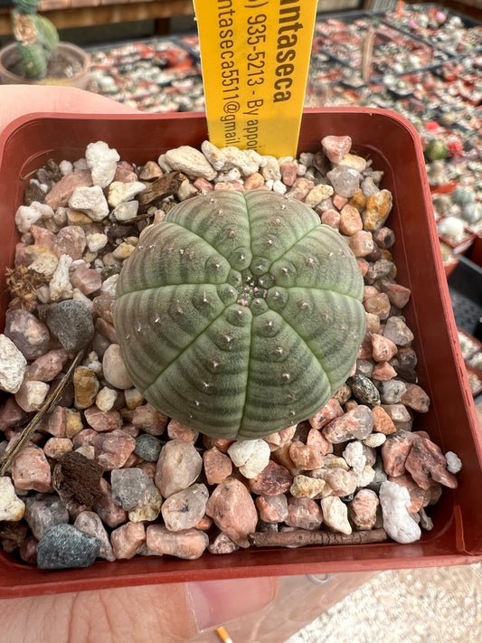 Euphorbia obesa in 2.75 inch pot