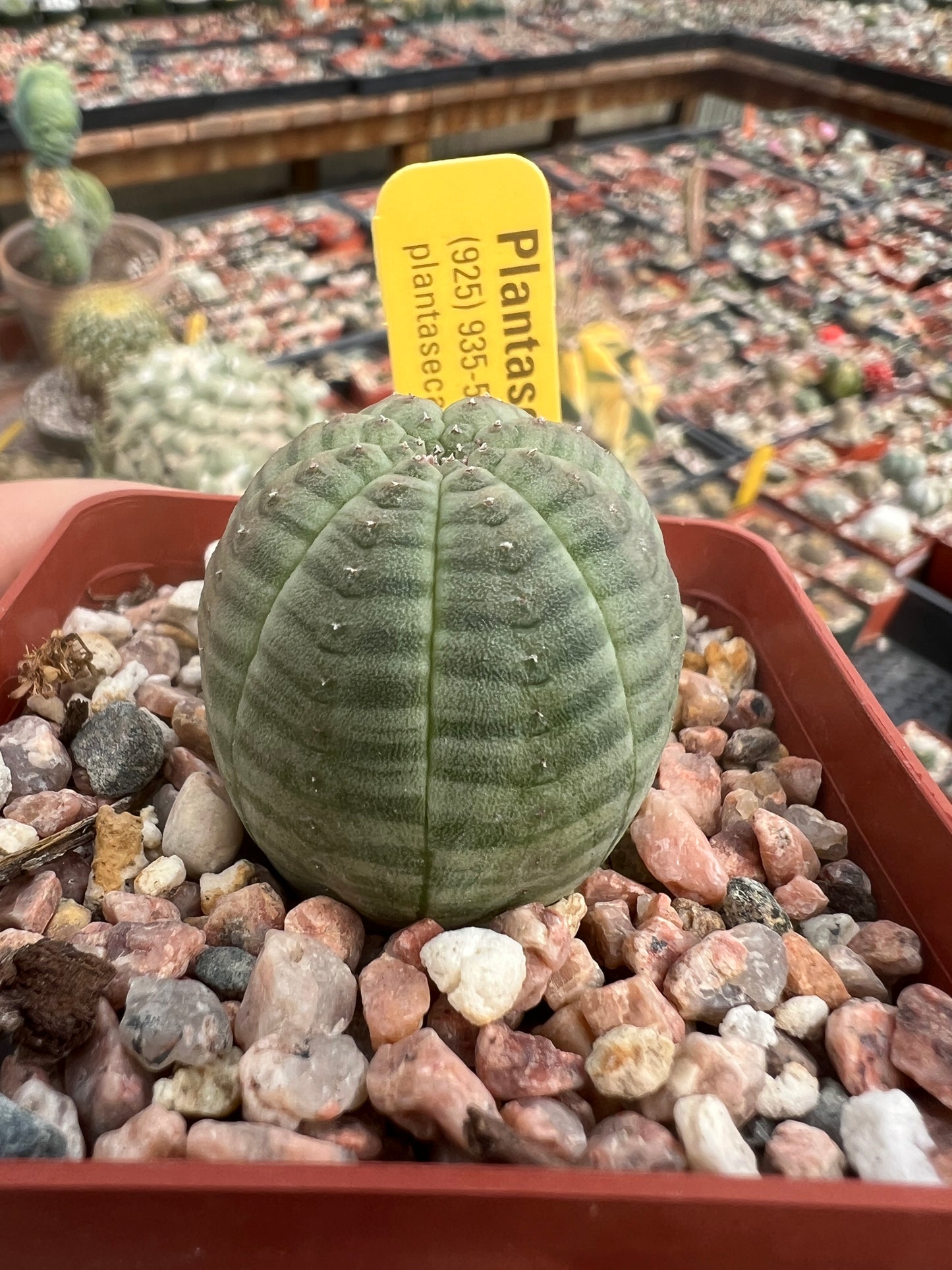 Euphorbia obesa in 2.75 inch pot