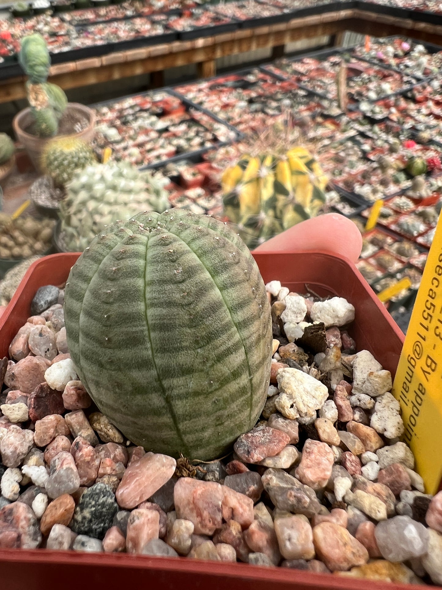 Euphorbia obesa in 2.75 inch pot