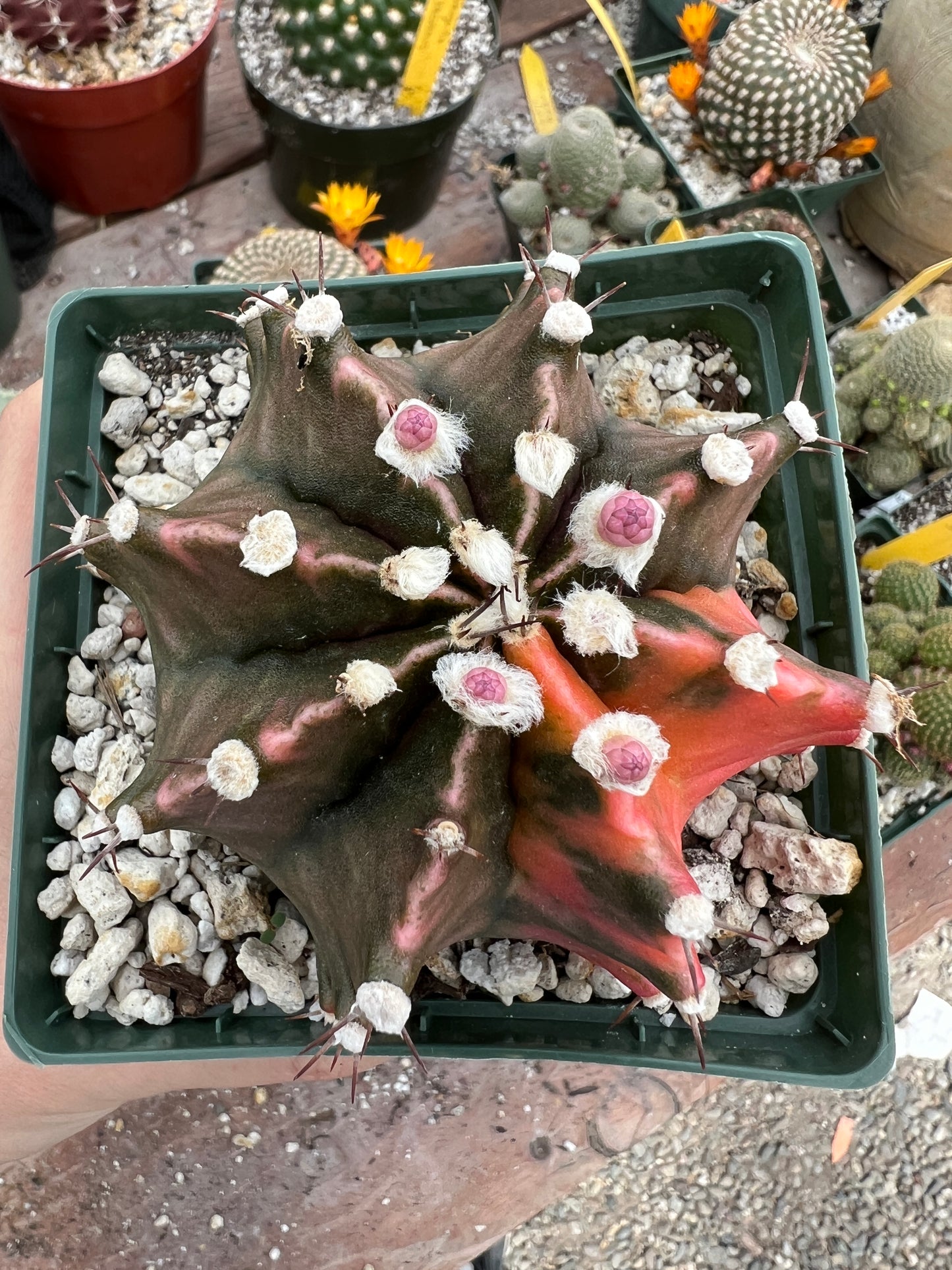 Gymnocalycium mihanovichii variegated cactus in 4.25 inch pot well rooted