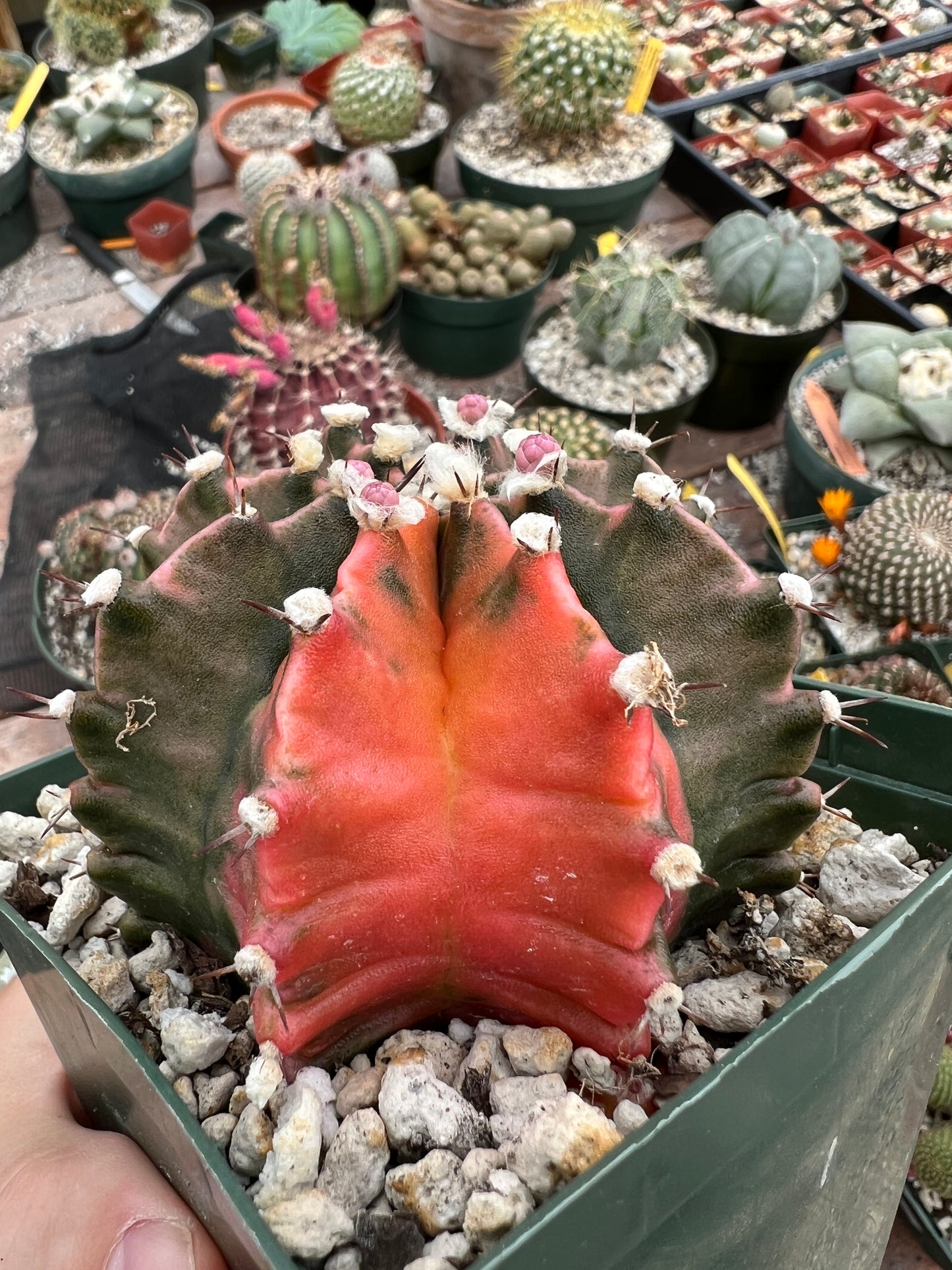 Gymnocalycium mihanovichii variegated cactus in 4.25 inch pot well rooted