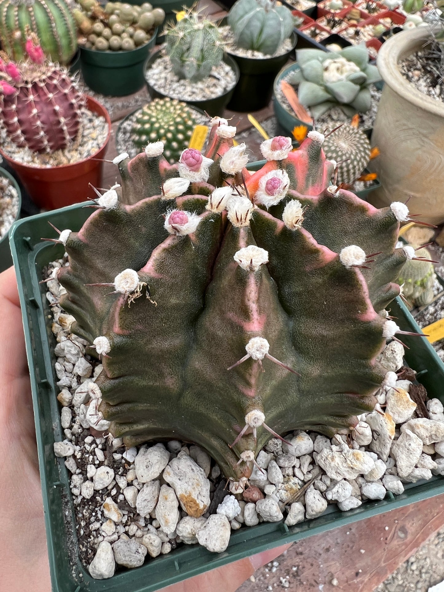 Gymnocalycium mihanovichii variegated cactus in 4.25 inch pot well rooted