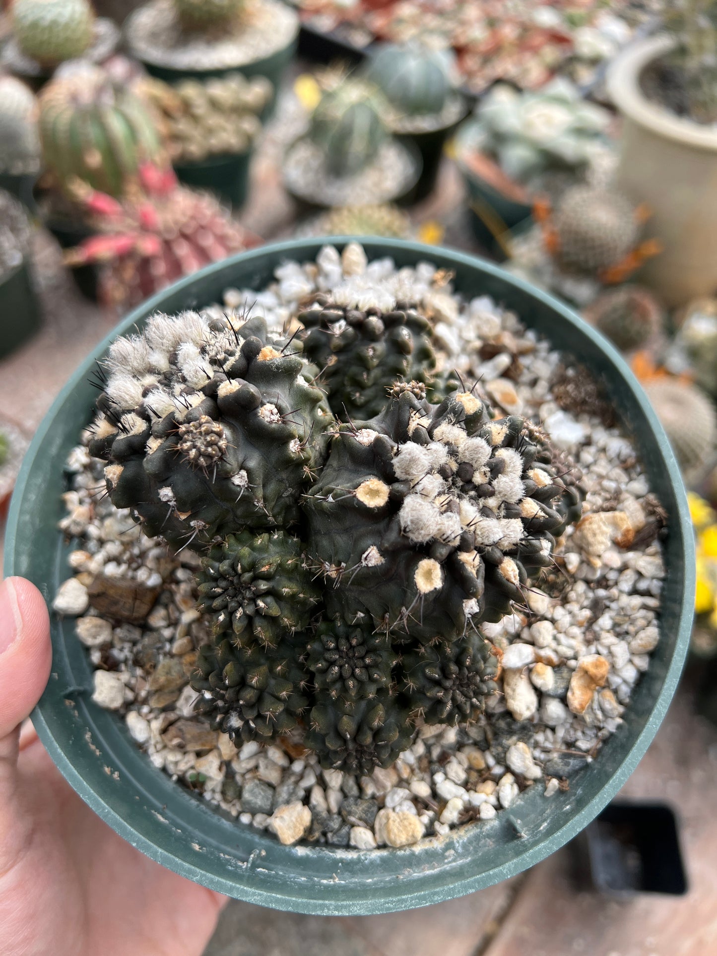 Neochilenia Occulta specimen in 6 inch pot