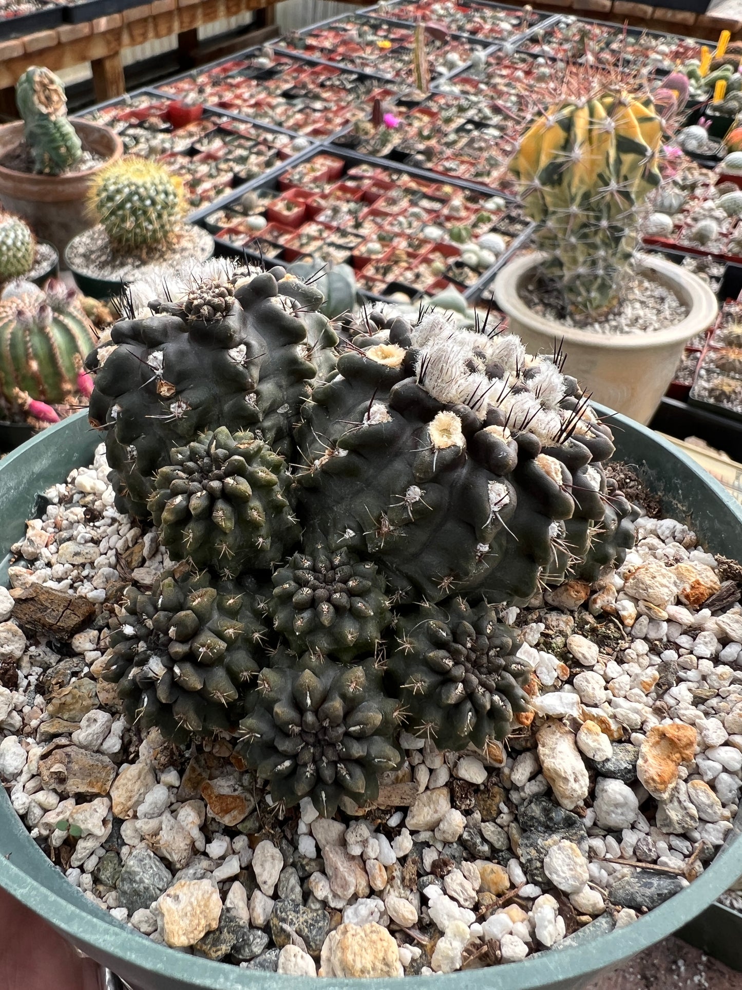 Neochilenia Occulta specimen in 6 inch pot