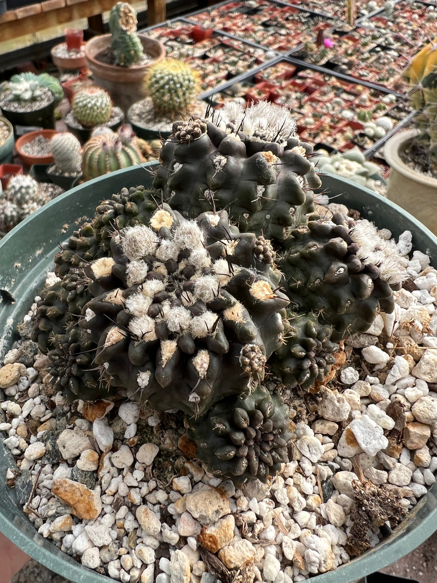 Neochilenia Occulta specimen in 6 inch pot