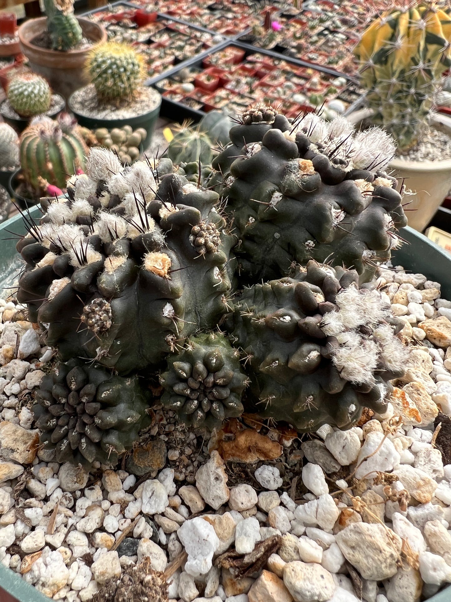 Neochilenia Occulta specimen in 6 inch pot