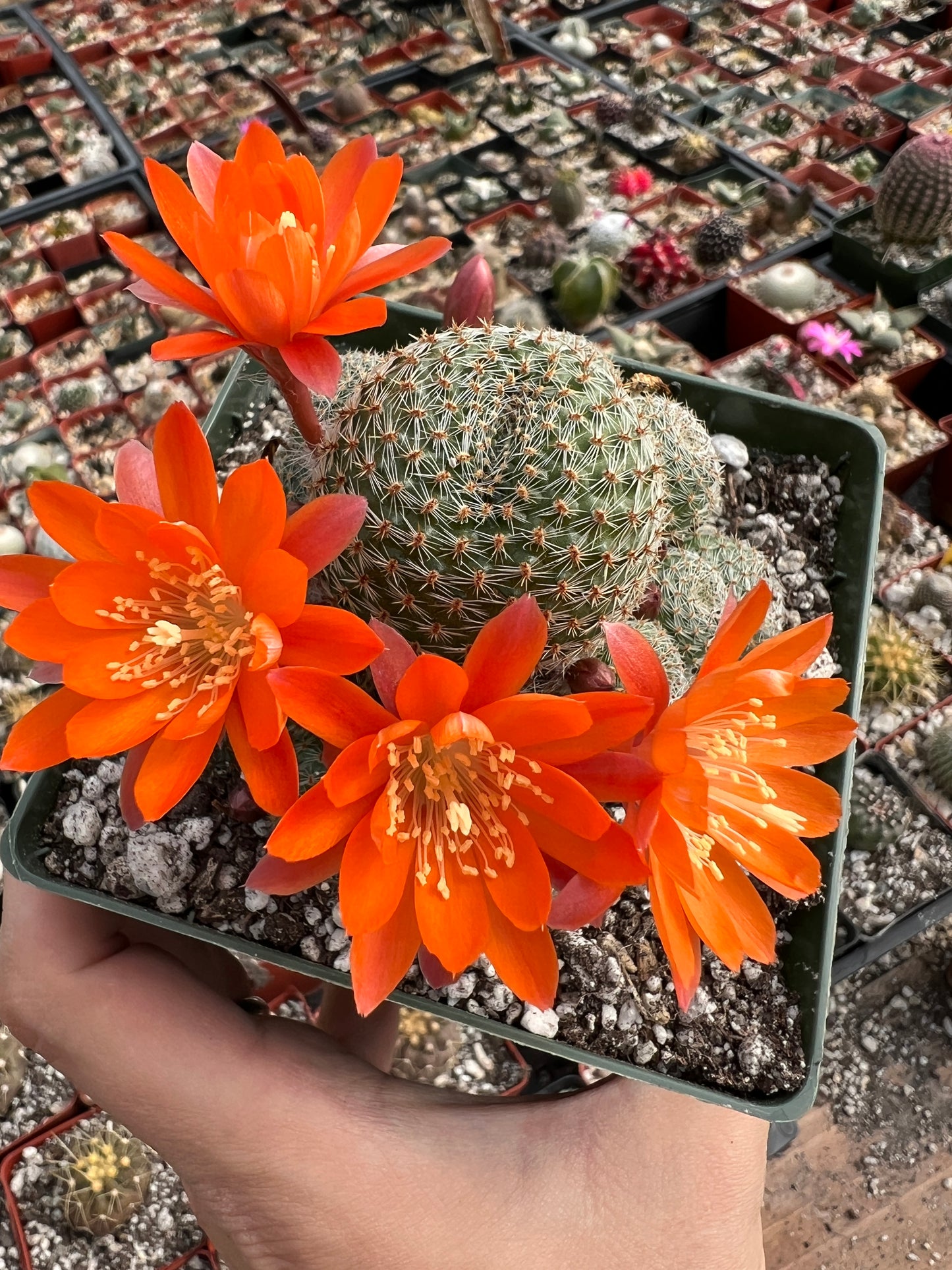 Rebutia salmon sandwich cactus in 4.25 inch pot