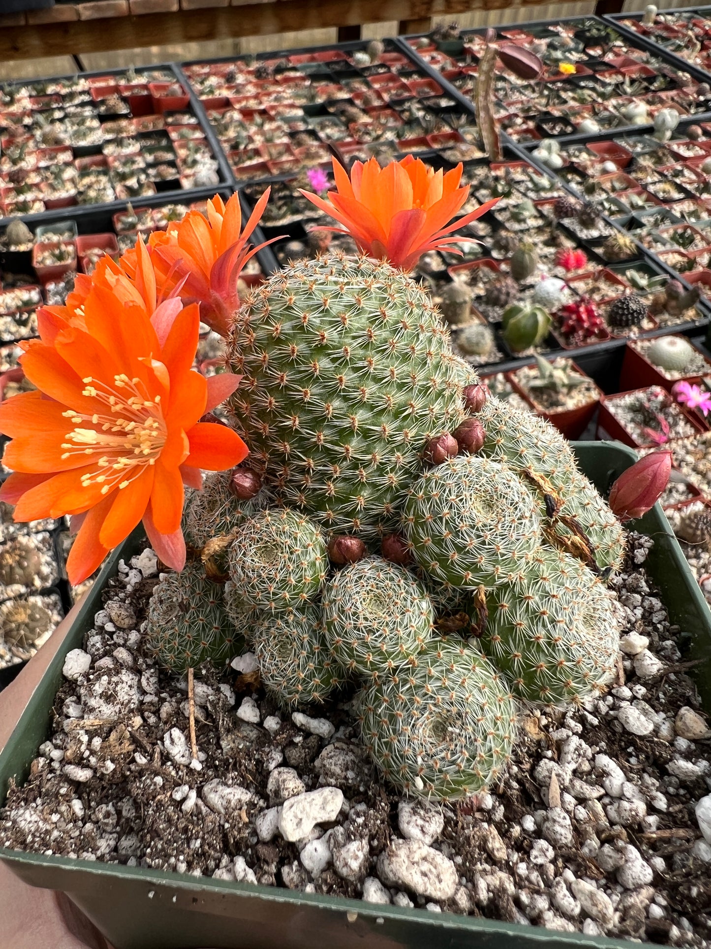 Rebutia salmon sandwich cactus in 4.25 inch pot