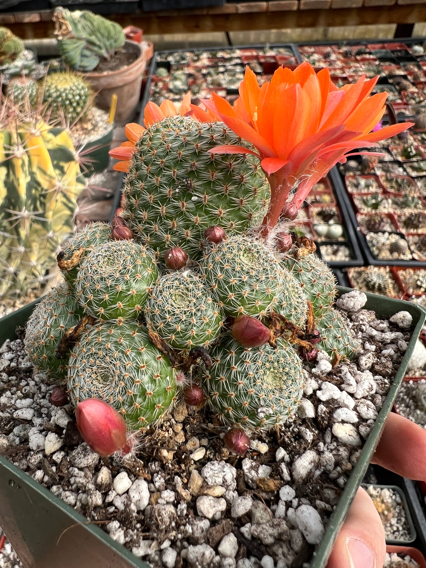 Rebutia salmon sandwich cactus in 4.25 inch pot