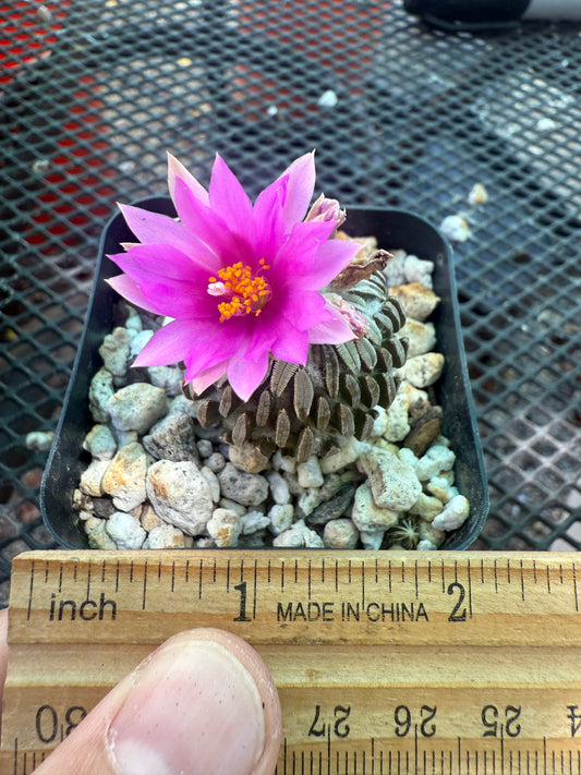 Pelecyphora asseliformis rare cactus 104