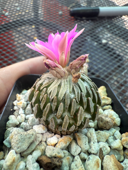 Pelecyphora asseliformis rare cactus 104