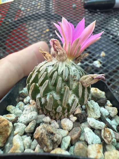 Pelecyphora asseliformis rare cactus 104