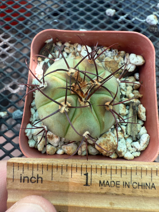 Gymnocalycium cabreraense in 2 inch pot 106