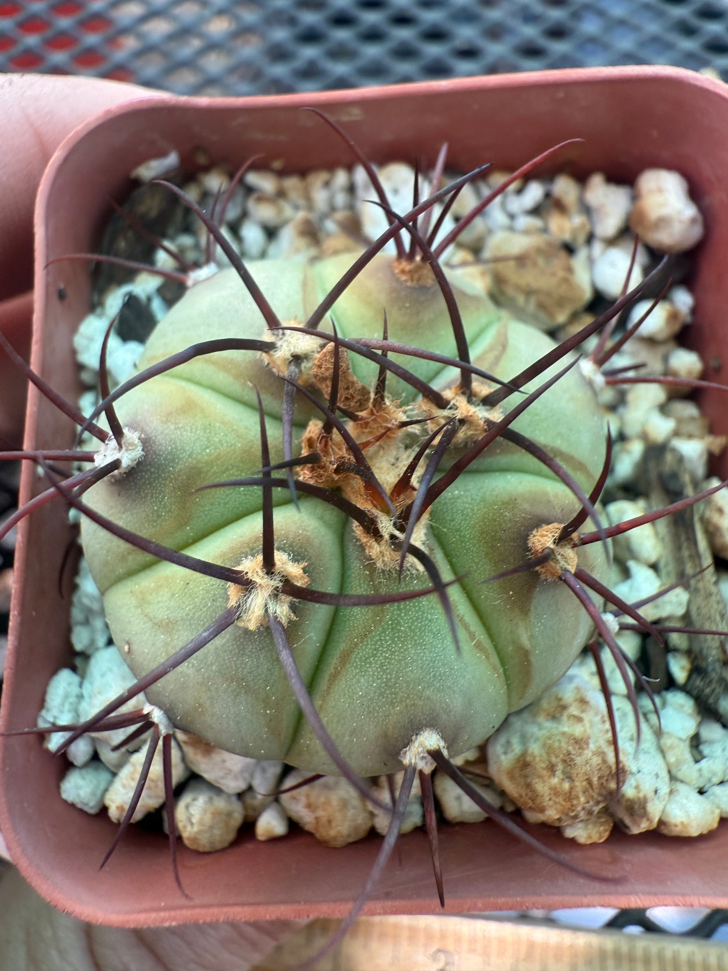 Gymnocalycium cabreraense in 2 inch pot 106