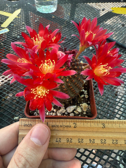 Rebutia iscayensis rare cactus 108