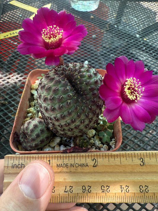 Sulcorebutia rauschii cutting from showplant, beautiful form 110