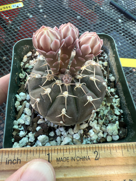 Gymnocalycium asterium rare plant 113
