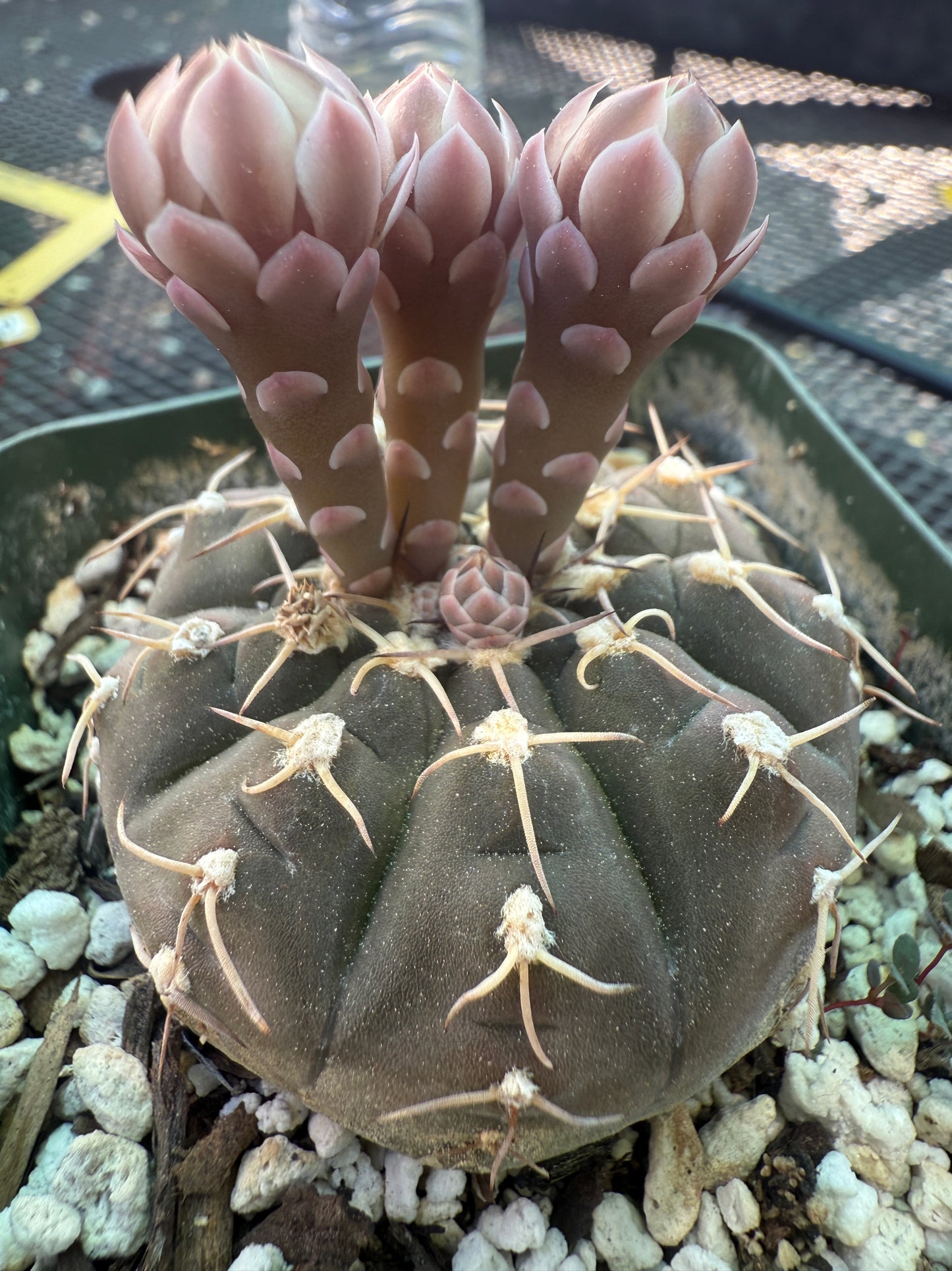 Gymnocalycium asterium rare plant 113