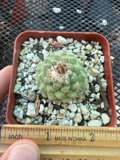 Strombocactus disciformis rare cactus nice 118