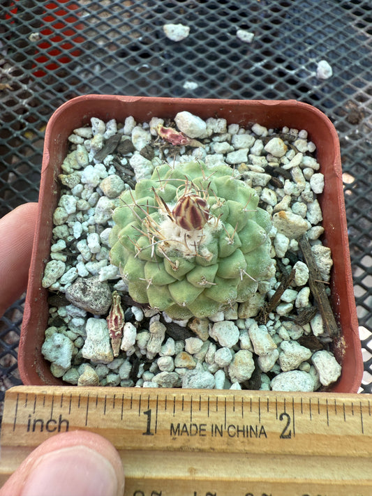 Strombocactus disciformis rare cactus nice 118