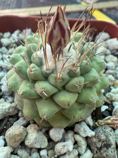 Strombocactus disciformis rare cactus nice 118