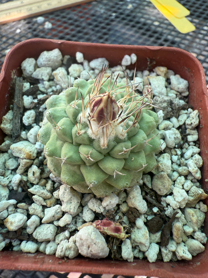 Strombocactus disciformis rare cactus nice 118