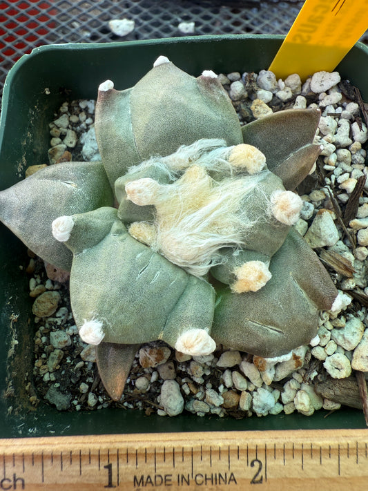 Ariocarpus trifinger rare cactus 119