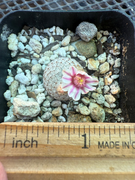 Mammillaria breviplumosa growers choice