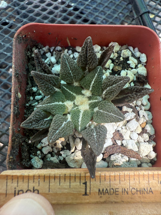 Ariocarpus kotschoubeyanus ooibo rare cactus big 121
