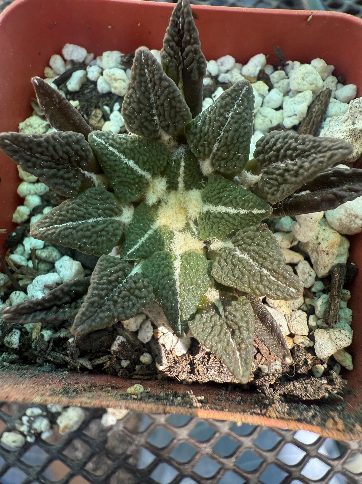 Ariocarpus kotschoubeyanus ooibo rare cactus big 121
