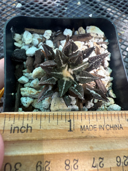 Ariocarpus kotschoubeyanus ooibo big 122