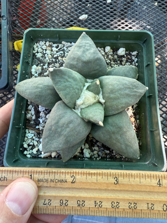 Ariocarpus retusus large in 4.25 inch pot 123