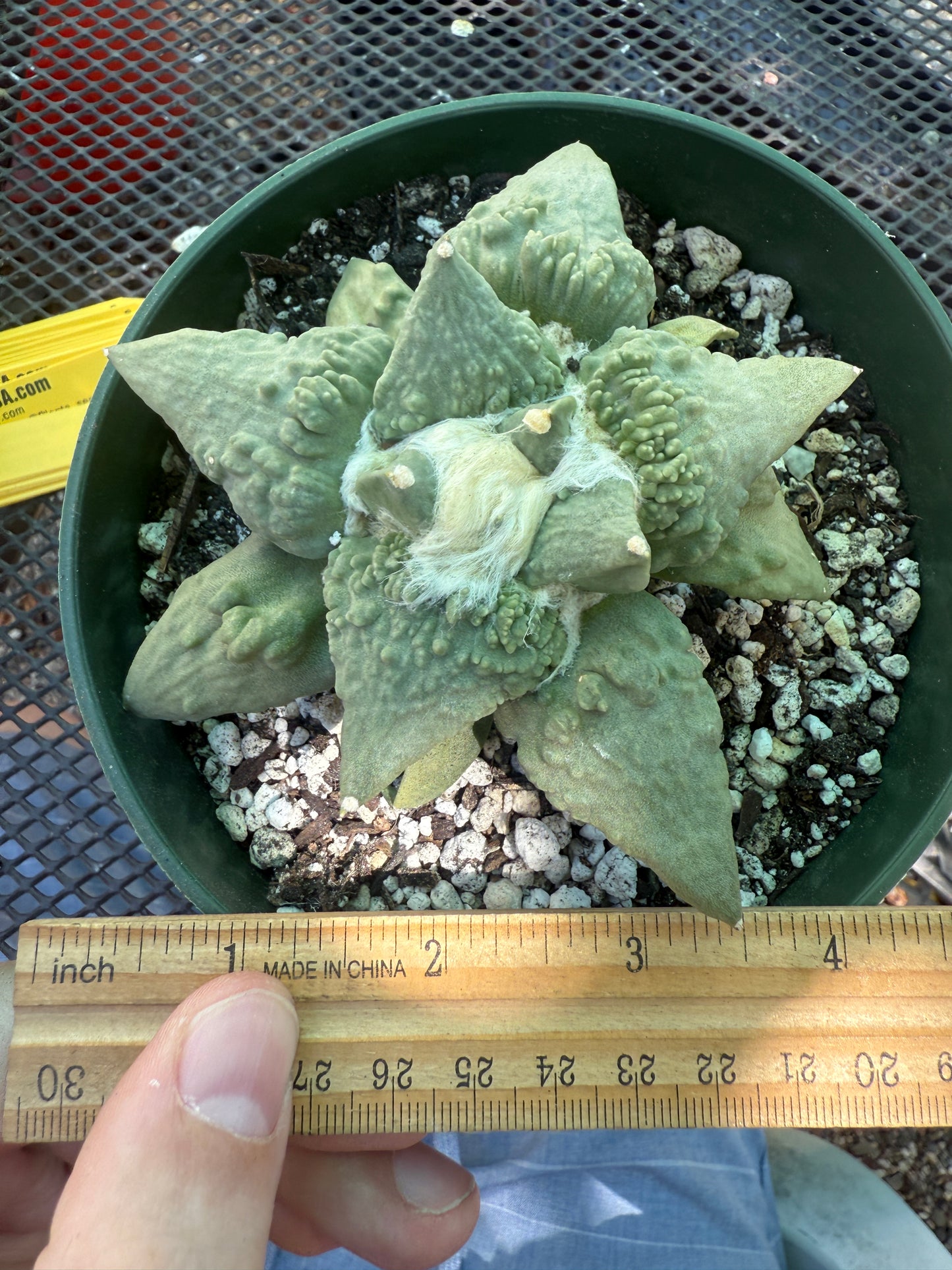 Ariocarpus cauliflower beautiful plant in 6 inch pot 124